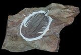 Early Cambrian Psedosaukianda Trilobite - Morocco #66931-1